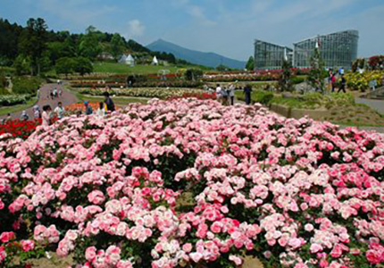 茨城県フラワーパーク