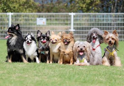 つくばわんわんランド